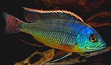 Astatotilapia _MALAWI8